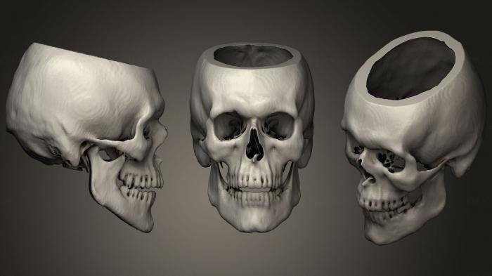 Anatomy of skeletons and skulls (ANTM_1291) 3D model for CNC machine
